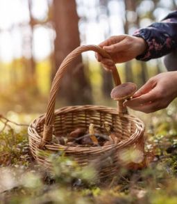 foraging